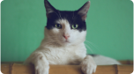 Imagem de um gato olhando para a câmera