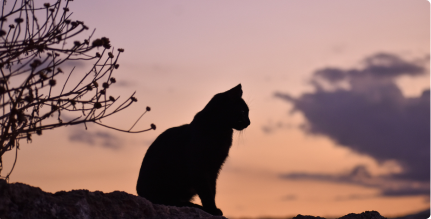 Imagem de um gato em um fundo de por do sol